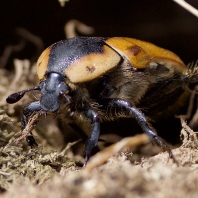 Chondropyga dorsalis (Cowboy beetle) at Uriarra Recreation Reserve - 26 Feb 2023 by KorinneM