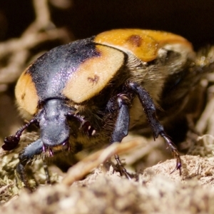 Chondropyga dorsalis at Stromlo, ACT - 26 Feb 2023