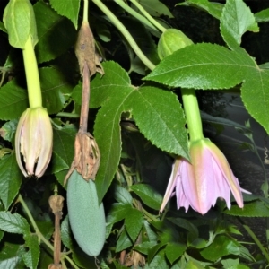 Passiflora tarminiana at Robertson, NSW - 27 Feb 2023 09:06 PM