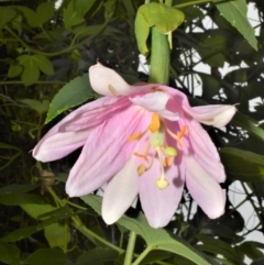 Passiflora tarminiana at Robertson, NSW - 27 Feb 2023