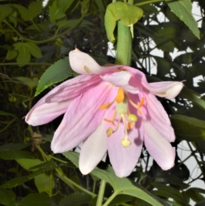 Passiflora tarminiana at Robertson, NSW - 27 Feb 2023 09:06 PM