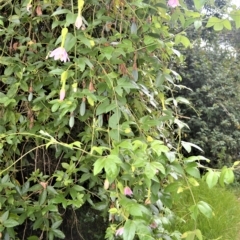 Passiflora tarminiana at Robertson, NSW - 27 Feb 2023