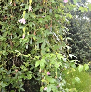 Passiflora tarminiana at Robertson, NSW - 27 Feb 2023