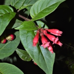 Cestrum elegans (Elegant Poison-berry) at Robertson - 27 Feb 2023 by plants