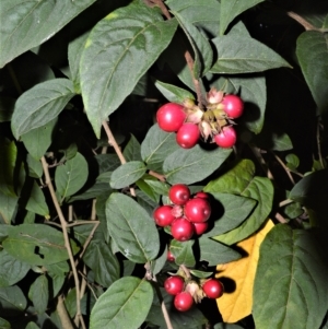 Cestrum elegans at Robertson, NSW - 27 Feb 2023