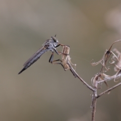 Cerdistus sp. (genus) (Yellow Slender Robber Fly) at Lyons, ACT - 25 Feb 2023 by ran452