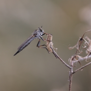 Cerdistus sp. (genus) at Lyons, ACT - 25 Feb 2023