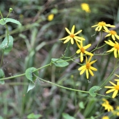 Senecio velleioides (Forest Groundsel) at Fitzroy Falls - 27 Feb 2023 by plants