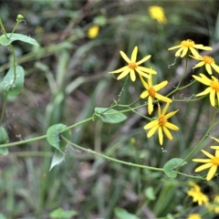 Lordhowea velleioides (Forest Groundsel) at Fitzroy Falls, NSW - 27 Feb 2023 by plants