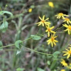 Senecio velleioides (Forest Groundsel) at Wingecarribee Local Government Area - 27 Feb 2023 by plants