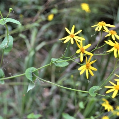 Senecio velleioides (Forest Groundsel) at Fitzroy Falls, NSW - 27 Feb 2023 by plants