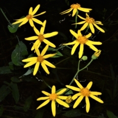 Senecio velleioides at Fitzroy Falls, NSW - 27 Feb 2023