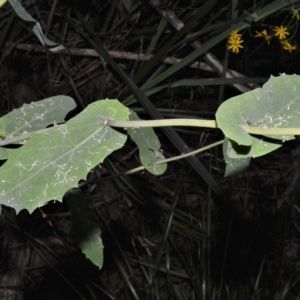 Lordhowea velleioides at Fitzroy Falls, NSW - 27 Feb 2023 10:40 PM