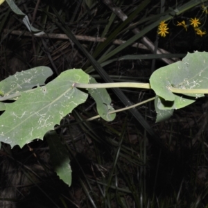 Senecio velleioides at Fitzroy Falls, NSW - 27 Feb 2023