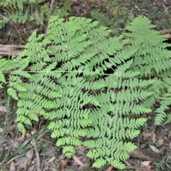 Histiopteris incisa (Bat's-Wing Fern) at Morton National Park - 27 Feb 2023 by plants