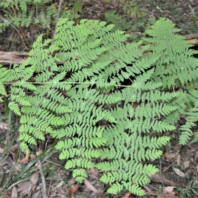 Histiopteris incisa (Bat's-Wing Fern) at Fitzroy Falls - 27 Feb 2023 by plants