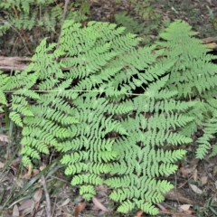 Histiopteris incisa (Bat's-Wing Fern) at Fitzroy Falls, NSW - 27 Feb 2023 by plants