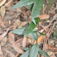 Parsonsia brownii (Mountain Silkpod) at Wingecarribee Local Government Area - 27 Feb 2023 by plants