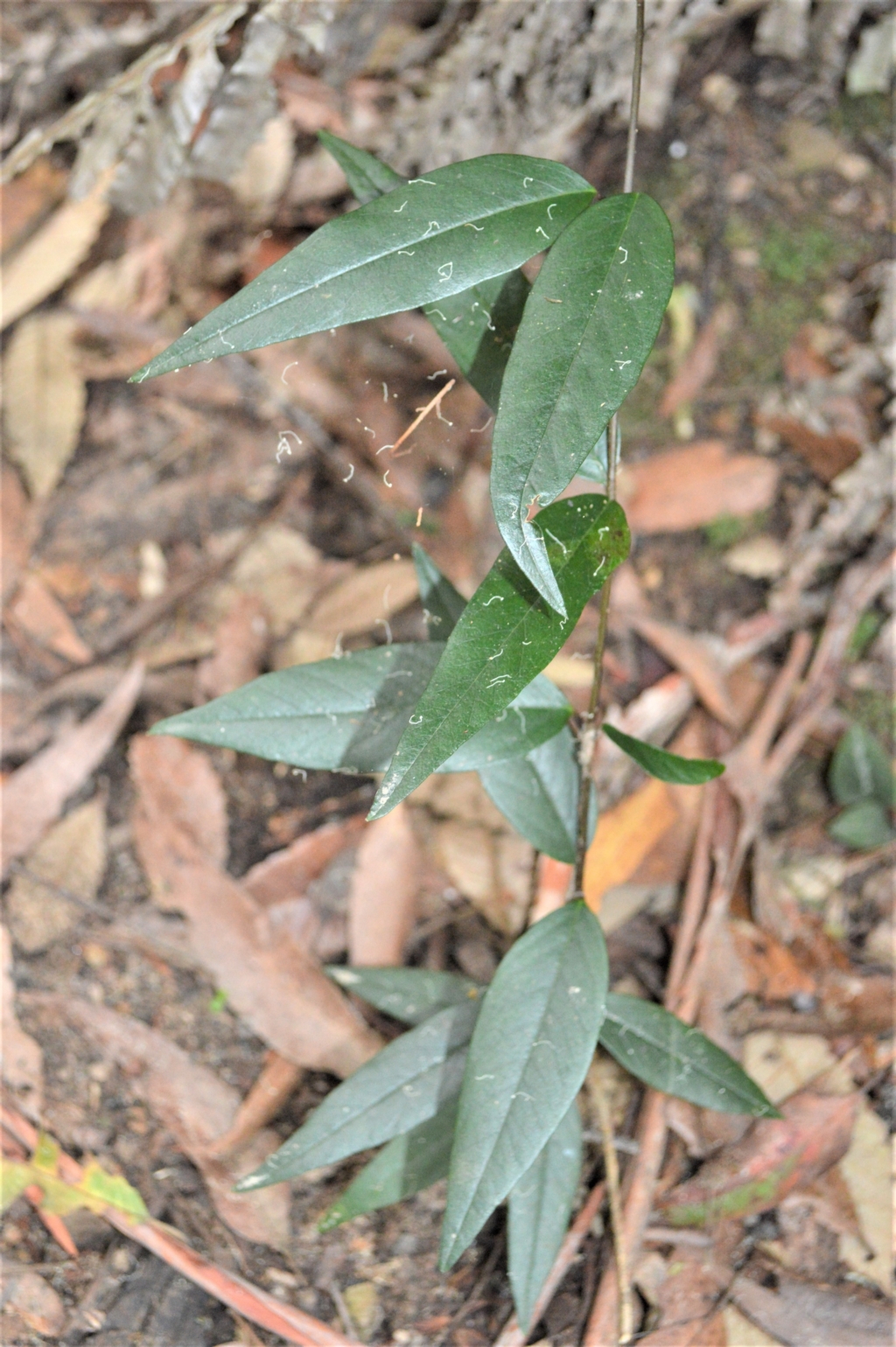 Parsonsia brownii at Fitzroy Falls, NSW - 27 Feb 2023