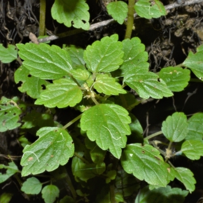 Australina pusilla (Small Shade Nettle) at Morton National Park - 27 Feb 2023 by plants