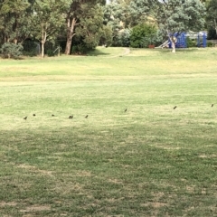 Sturnus vulgaris (Common Starling) at Belconnen, ACT - 22 Feb 2023 by JohnGiacon