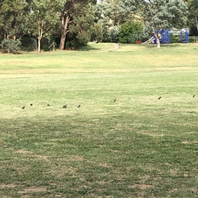 Sturnus vulgaris (Common Starling) at Flea Bog Flat to Emu Creek Corridor - 21 Feb 2023 by JohnGiacon