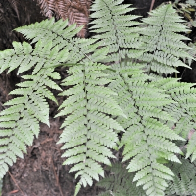 Diplazium australe (Austral Lady Fern) at Wingecarribee Local Government Area - 27 Feb 2023 by plants