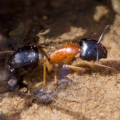 Camponotus consobrinus (Banded sugar ant) at Uriarra Recreation Reserve - 26 Feb 2023 by KorinneM