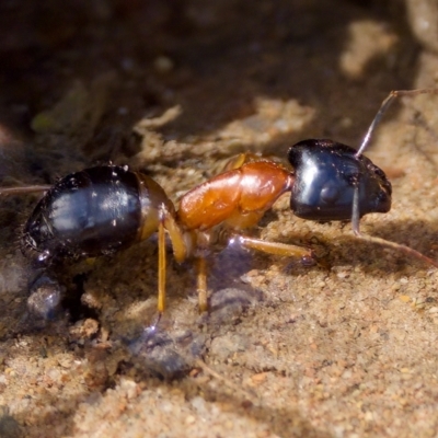 Camponotus consobrinus (Banded sugar ant) at Uriarra Recreation Reserve - 26 Feb 2023 by KorinneM