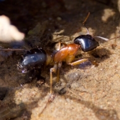 Camponotus consobrinus at Stromlo, ACT - 26 Feb 2023 11:37 AM