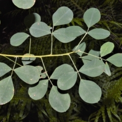 Goodia lotifolia (Golden Tip) at Fitzroy Falls - 27 Feb 2023 by plants