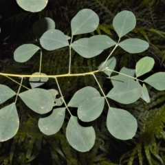 Goodia lotifolia (Golden Tip) at Fitzroy Falls, NSW - 27 Feb 2023 by plants