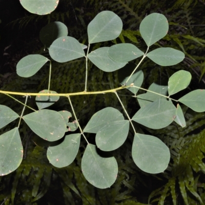 Goodia lotifolia (Golden Tip) at Fitzroy Falls - 27 Feb 2023 by plants