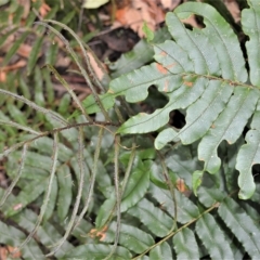 Blechnum wattsii (Hard Water Fern) at Fitzroy Falls, NSW - 27 Feb 2023 by plants