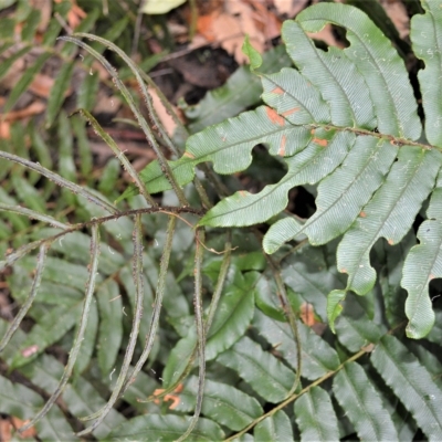 Blechnum wattsii (Hard Water Fern) at Wingecarribee Local Government Area - 27 Feb 2023 by plants