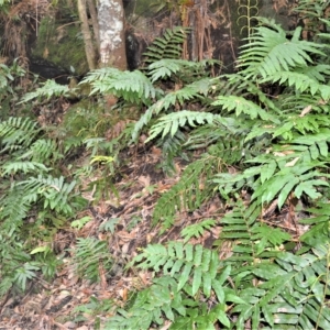 Blechnum wattsii at Fitzroy Falls, NSW - 27 Feb 2023