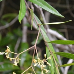 Parsonsia brownii (Mountain Silkpod) at Robertson Nature Reserve - 27 Feb 2023 by plants