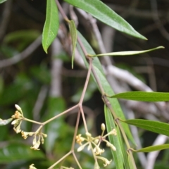 Parsonsia brownii (Mountain Silkpod) at Robertson, NSW - 27 Feb 2023 by plants