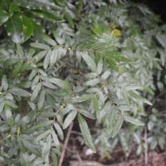Eucryphia moorei (Pinkwood/Plumwood) at Robertson - 27 Feb 2023 by plants