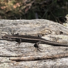 Pseudemoia spenceri (Spencer's Skink) at Burrungubugge, NSW - 25 Feb 2023 by JohnGiacon