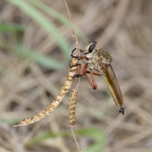 Colepia ingloria at Stromlo, ACT - 26 Feb 2023