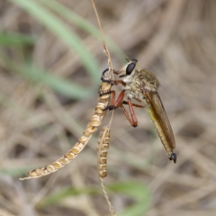 Colepia ingloria (A robber fly) at Stromlo, ACT - 26 Feb 2023 by KorinneM