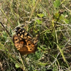 Heteronympha penelope (Shouldered Brown) at Kosciuszko National Park - 25 Feb 2023 by JohnGiacon