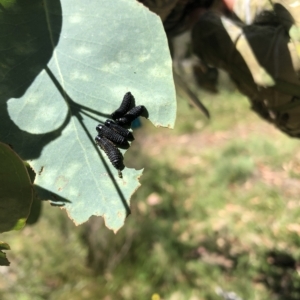 Paropsisterna agricola at Burrungubugge, NSW - 25 Feb 2023 01:55 PM