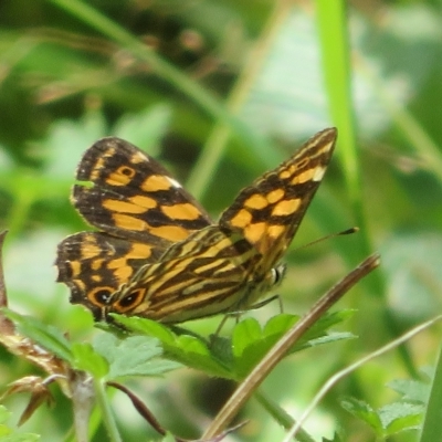 Oreixenica kershawi (Striped Xenica) at Namadgi National Park - 26 Feb 2023 by Christine