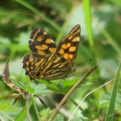 Oreixenica kershawi at Cotter River, ACT - 26 Feb 2023 11:25 AM