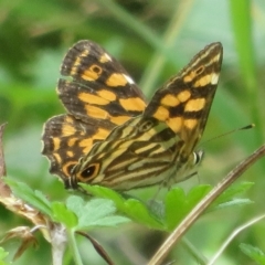 Oreixenica kershawi at Cotter River, ACT - 26 Feb 2023 11:25 AM