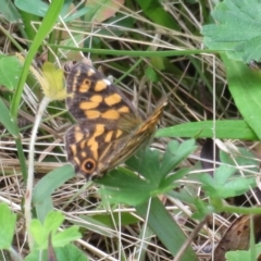 Oreixenica kershawi at Cotter River, ACT - 26 Feb 2023 11:25 AM