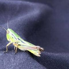 Praxibulus sp. (genus) (A grasshopper) at Burrungubugge, NSW - 26 Feb 2023 by JohnGiacon