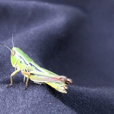 Praxibulus sp. (genus) (A grasshopper) at Kosciuszko National Park - 25 Feb 2023 by JohnGiacon